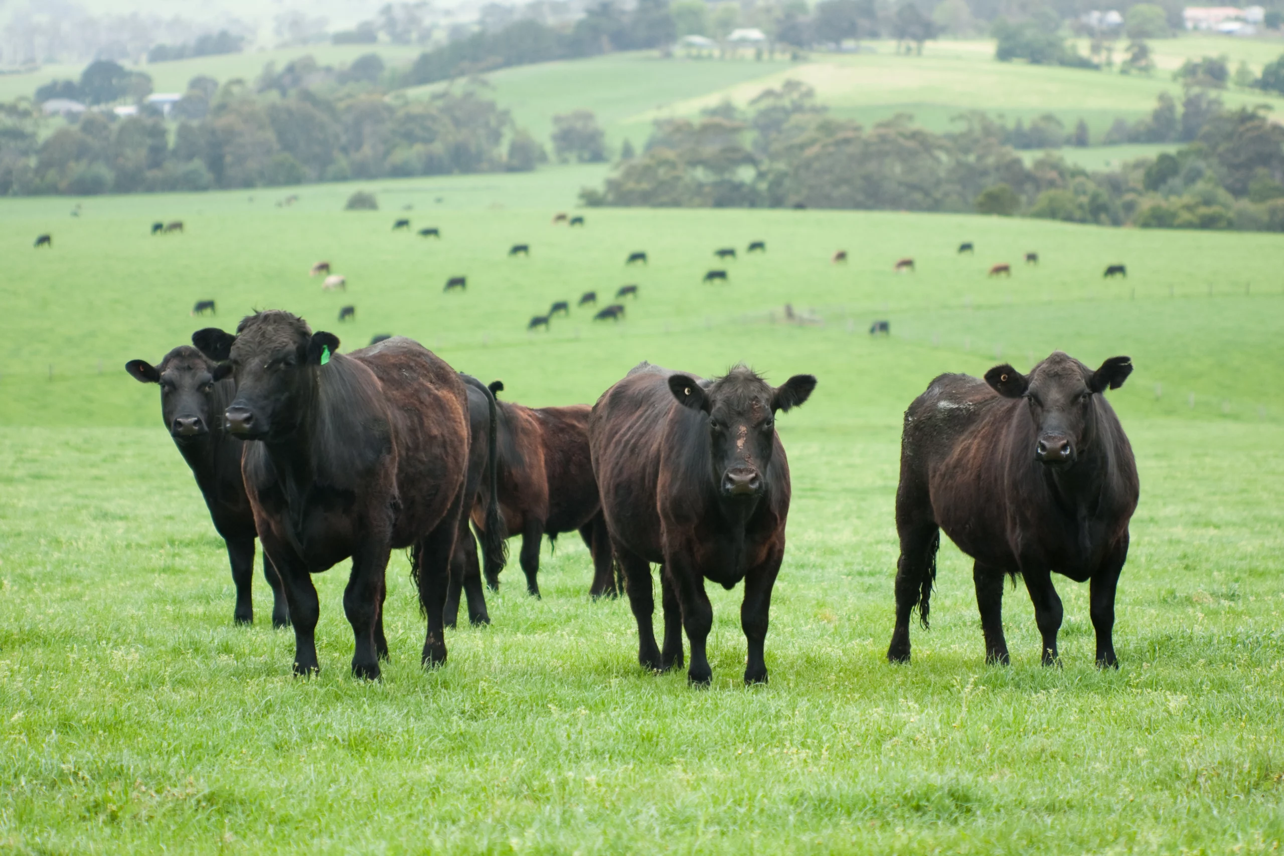 AdobeStock_NM_black-cattle-on-grass-scaled.webp