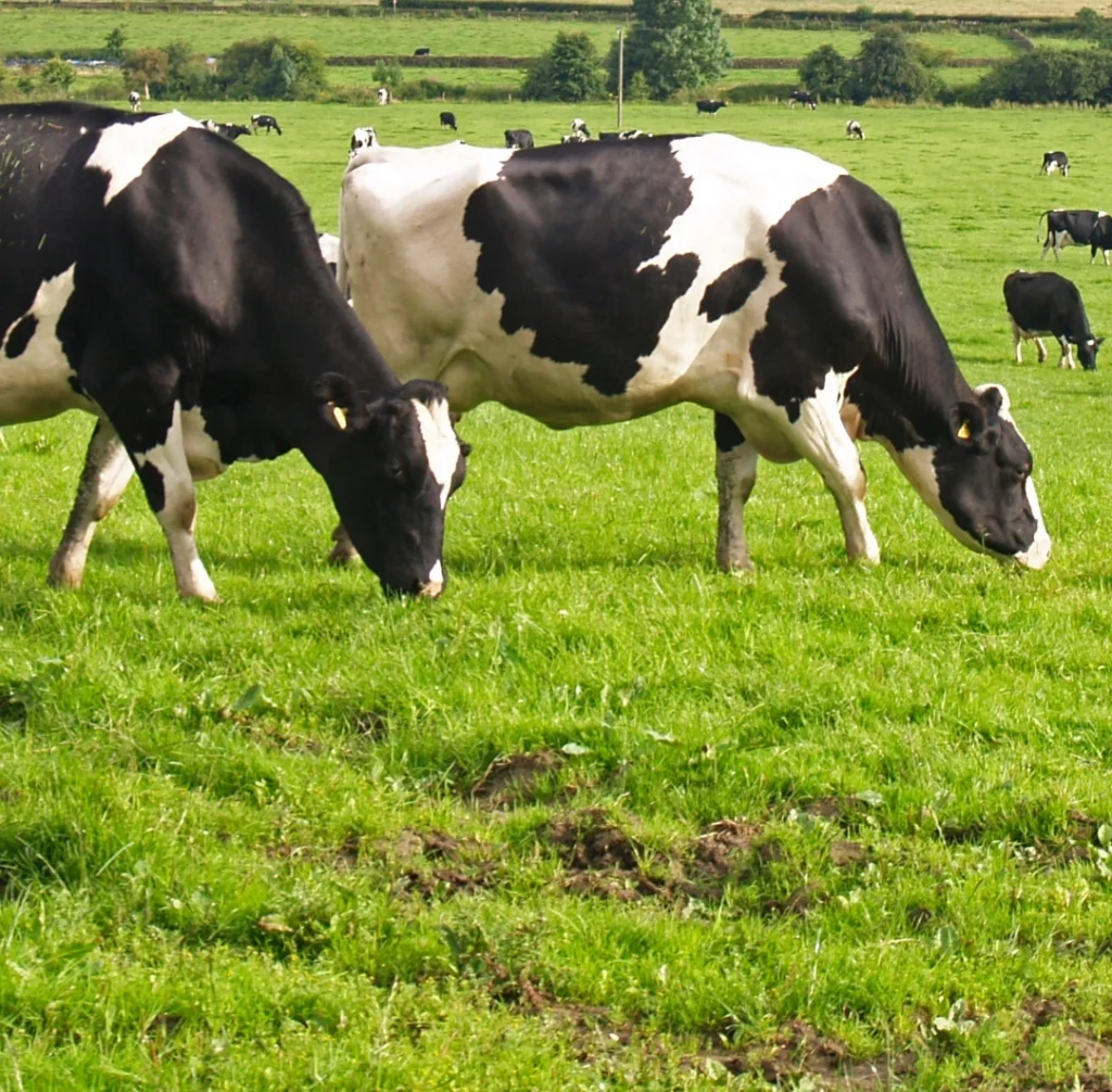black and white cows in a field